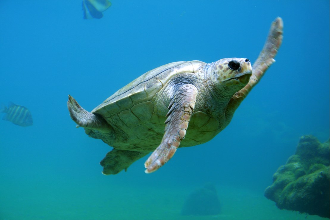 Marine Biologist Whose Video Showed Straw Being Removed From Turtle Has  Another Message For The World